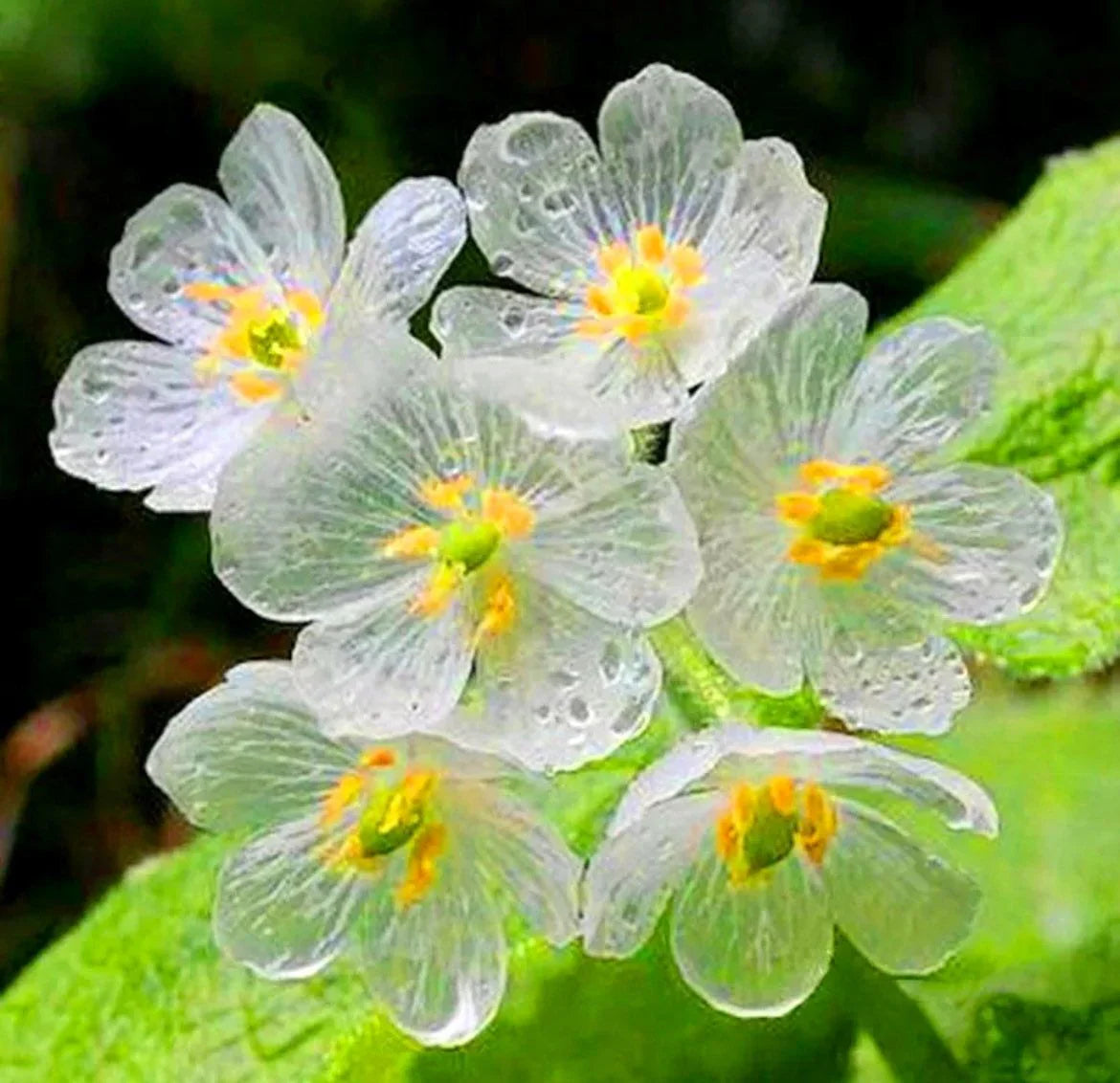 Transparent Skeleton Flower seeds for Planting - Easy to Grow, Heirloom & GMO Free Seeds for Home Garden