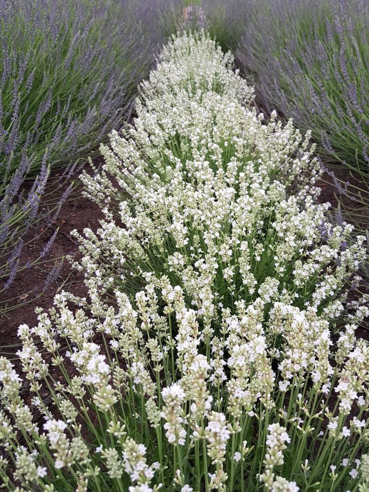 High quality Lavender Flower seeds for Planting Cut Flower Favorite, Heirloom & GMO Free Seeds for Home Garden seeds pack