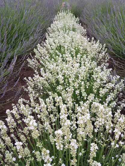High quality Lavender Flower seeds for Planting Cut Flower Favorite, Heirloom & GMO Free Seeds for Home Garden seeds pack