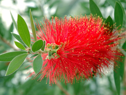 BottleBrush Flower seeds for Planting Compact Growth Heirloom & GMO Free Seeds for Home Garden