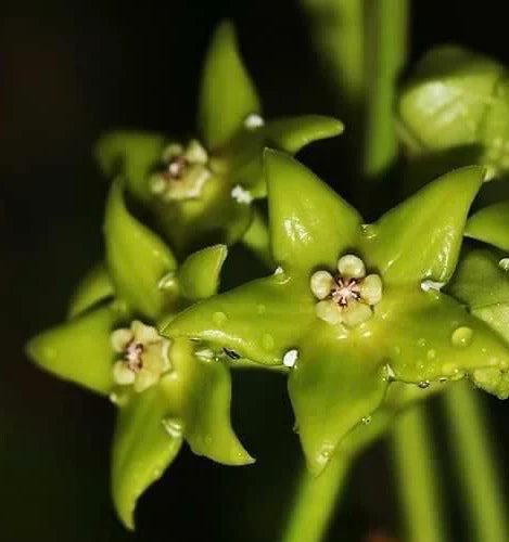 Green White Hoya Flower seeds for Planting Vibrant Colors, Heirloom & GMO Free Seeds for Home Garden vegetable and garden seeds