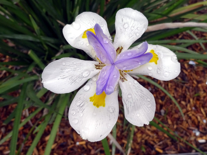 Iridioides Flower seeds for Planting Pollinator Friendly Heirloom & GMO Free Seeds for Home Garden