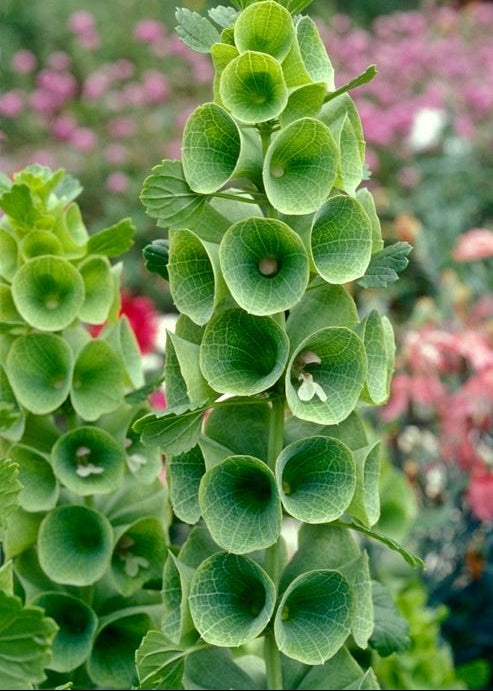 Bells of Ireland Flower seeds for Planting Wildflower Mix Heirloom & GMO Free Seeds for Home Garden
