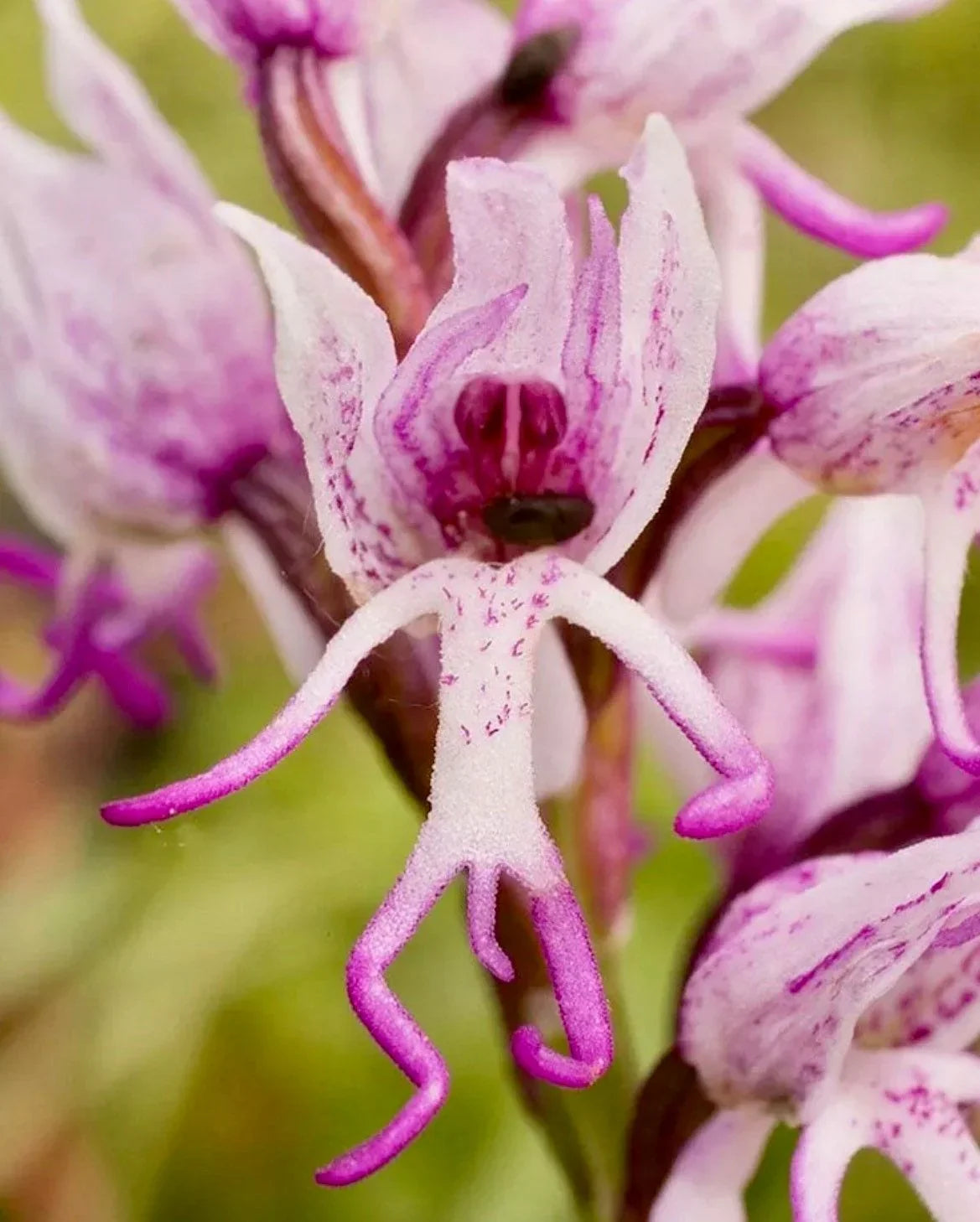 High quality Purple Naked Man Orchid Flower seeds for Planting Perfect for Borders, Heirloom & GMO Free Seeds for Home Garden seeds pack