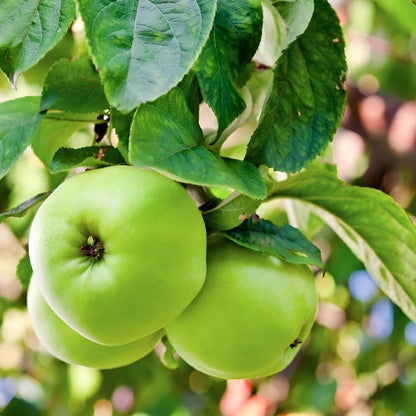 Deep Green Apple Fruit Seeds for Planting