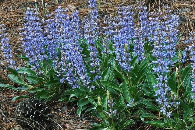 Sky Blue Lupine Flower seeds for Planting Seasonal Bloomer, Heirloom & GMO Free Seeds for Home Garden vegetable and garden seeds