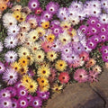 Mixed Ice Plant Flower seeds for Planting Seasonal Bloomer, Heirloom & GMO Free Seeds for Home Garden seeds for planting