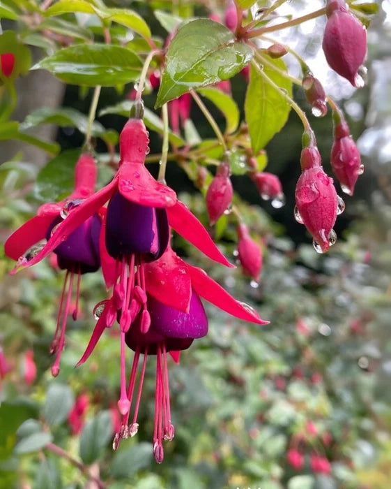 High quality Purple Fuchsia Flower seeds for Planting Easy to Grow, Heirloom & GMO Free Seeds for Home Garden Sale seeds pack