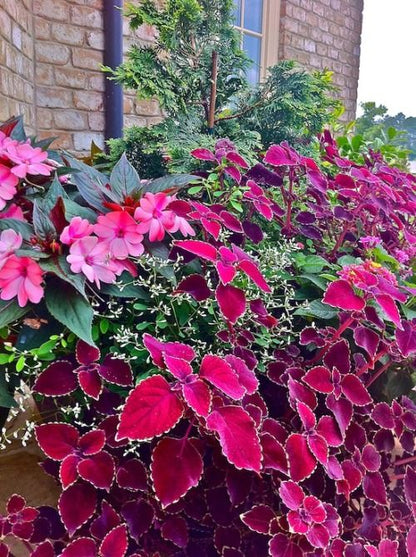 Velvet Coleus Jazz Flower seeds for Planting - Pollinator Friendly, Heirloom & GMO Free Seeds for Home Garden