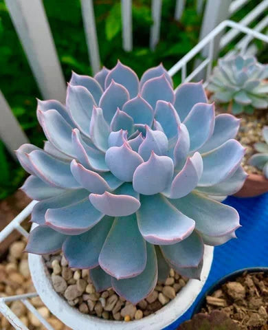 Premium Sky Blue Succulent Flower seeds for Planting Drought Tolerant, Heirloom & GMO Free Seeds for Home Garden seeds