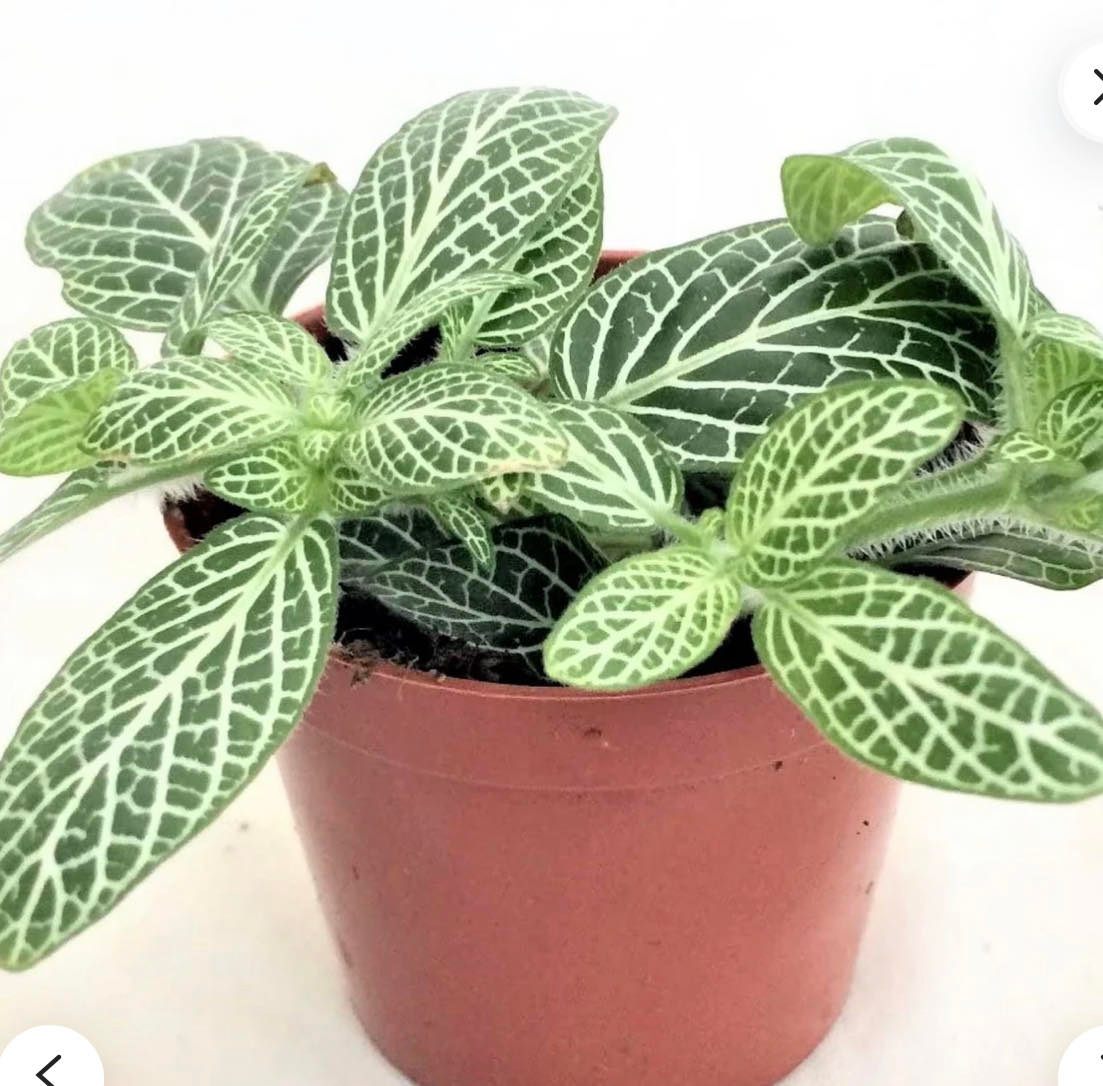 Premium Fittonia Albivenis, White Nerve Flower seeds for Planting Garden Favorite, Heirloom & GMO Free Seeds for Home Garden seeds