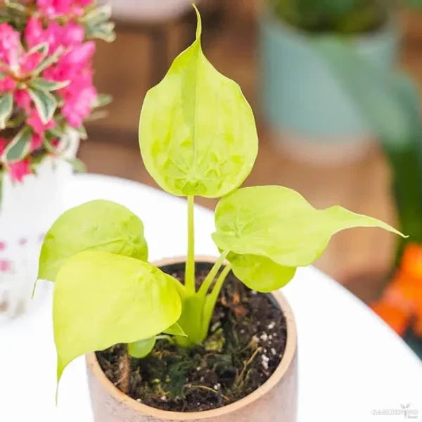 Yellow Aglaonema Flower seeds for Planting Compact Growth, Heirloom & GMO Free Seeds for Home Garden seeds for planting