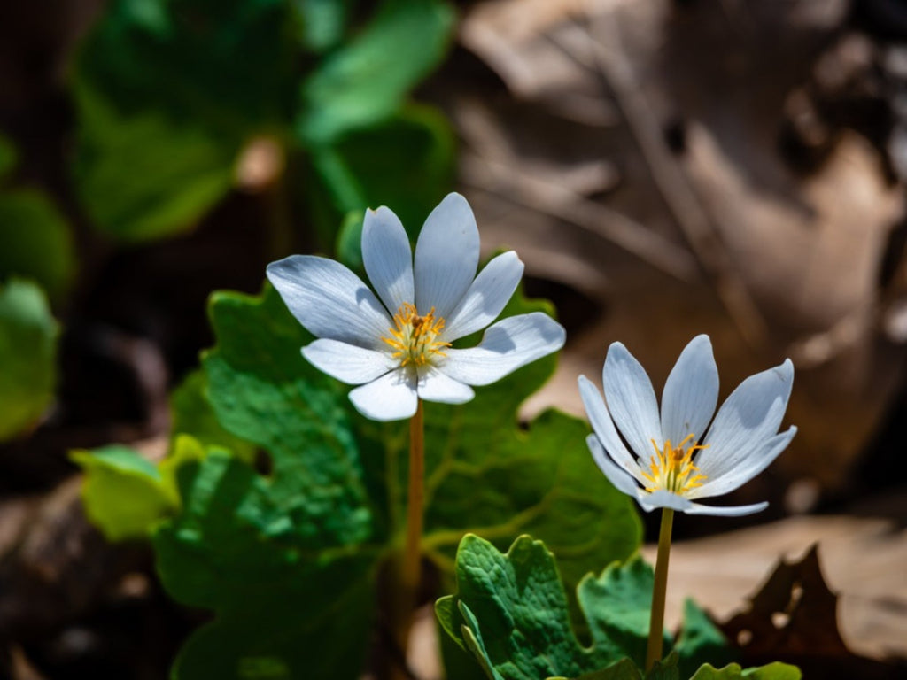High quality White Sanguinaria Flower seeds for Planting Drought Tolerant, Heirloom & GMO Free Seeds for Home Garden seeds pack