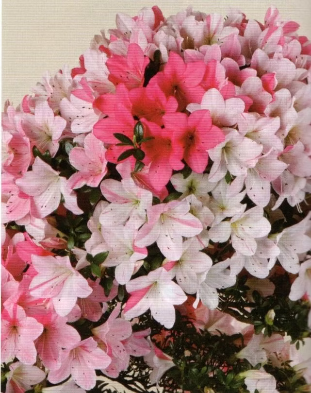 Mixed Satsuki Mischfarben Flower seeds for Planting Colorful Display, Heirloom & GMO Free Seeds for Home Garden vegetable and garden seeds