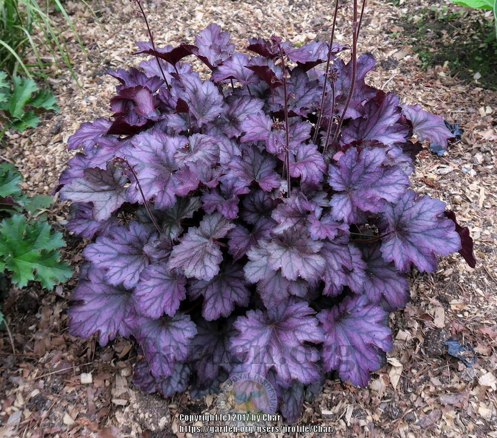 Purple Heuchera Flower seeds for Planting Pollinator Friendly, Heirloom & GMO Free Seeds for Home Garden vegetable and garden seeds