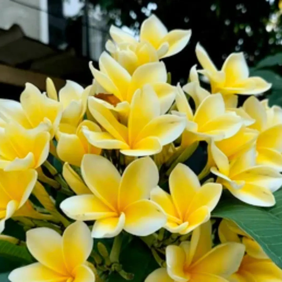 Premium Frangipani Light Yellow Flower seeds for Planting Easy to Grow, Heirloom & GMO Free Seeds for Home Garden seeds