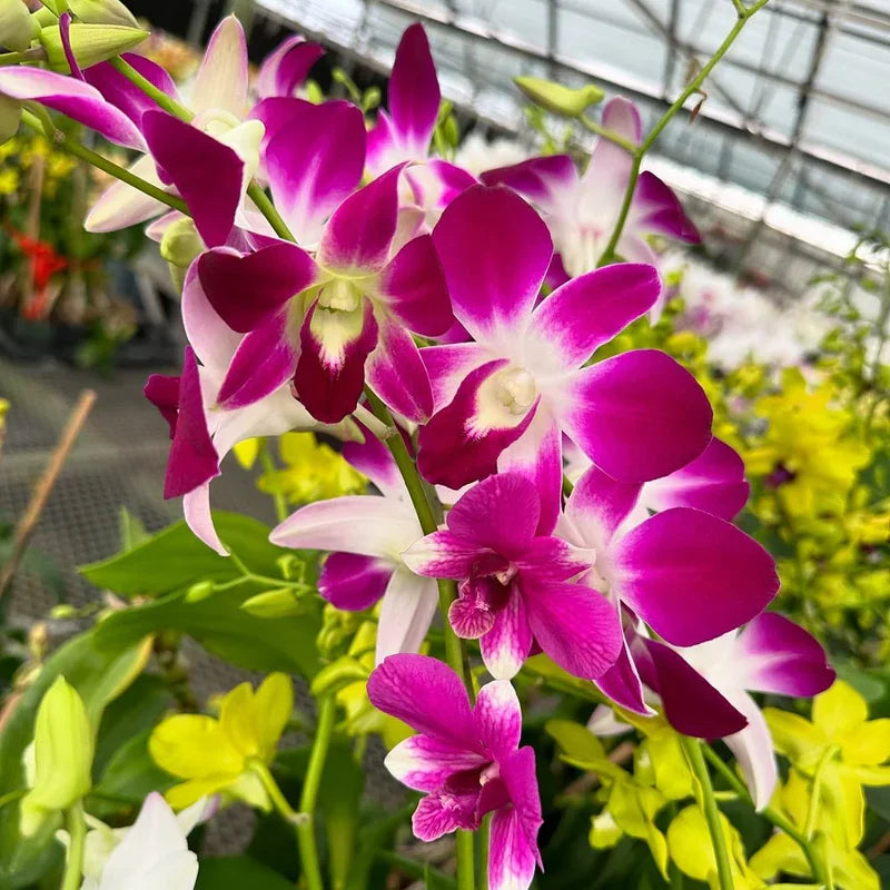 Multi Colored Dendrobium Flower seeds for Planting Low Maintenance, Heirloom & GMO Free Seeds for Home Garden vegetable and garden seeds