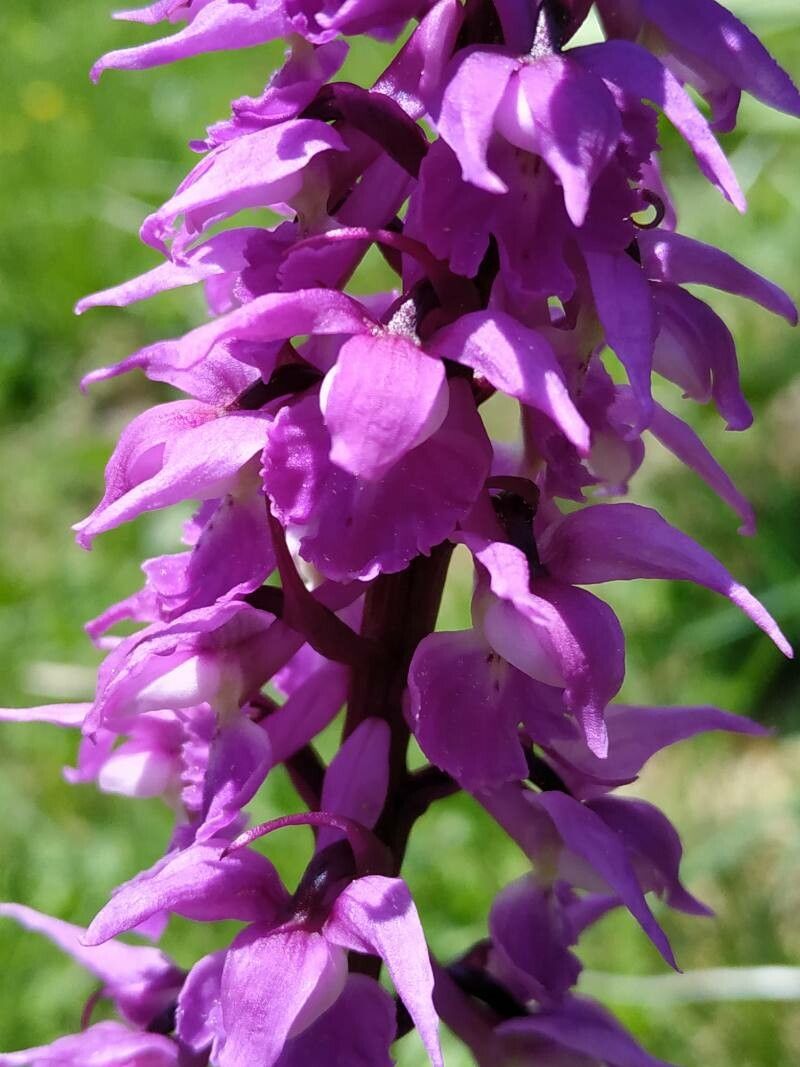 Premium Mascula Flower seeds for Planting Garden Favorite, Heirloom & GMO Free Seeds for Home Garden seeds