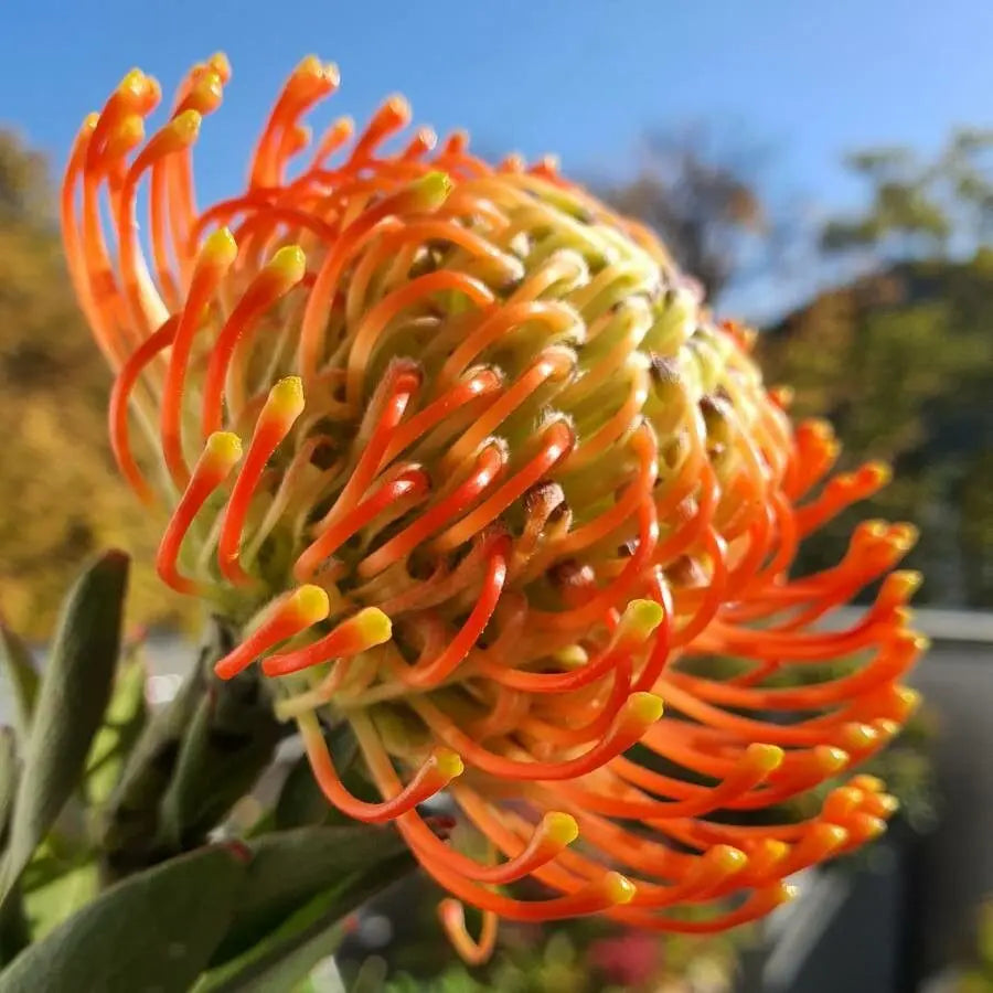 Leucospermum Cordifolium Flower seeds for Planting - Shade Tolerant, Heirloom & GMO Free Seeds for Home Garden