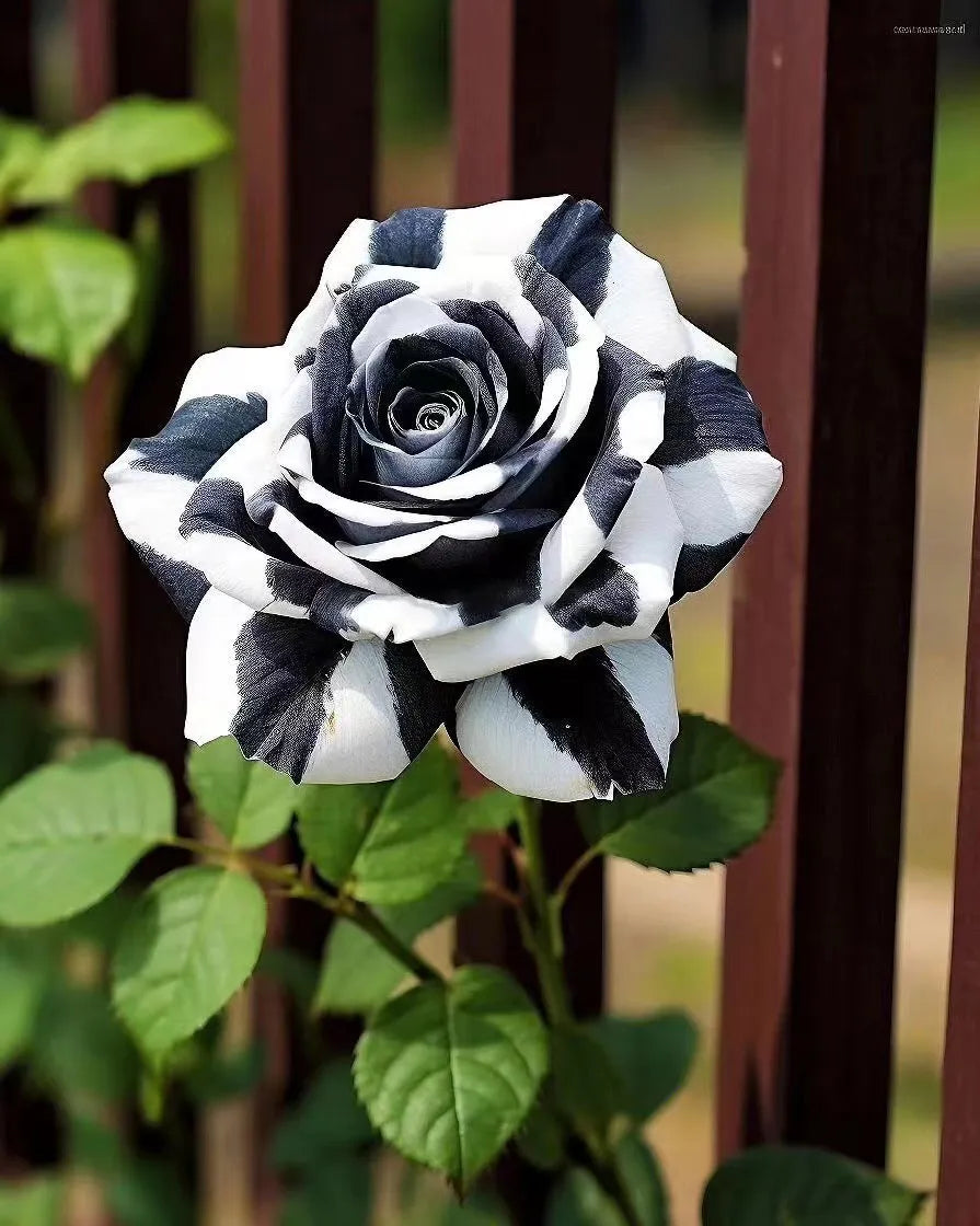 Premium Black and White Rose Flower seeds for Planting Garden Favorite, Heirloom & GMO Free Seeds for Home Garden seeds