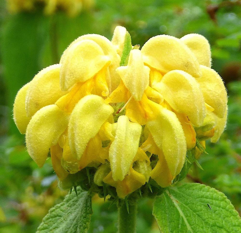 Yellow Jerusalem Sage Flower seeds for Planting Easy to Grow, Heirloom & GMO Free Seeds for Home Garden vegetable and garden seeds