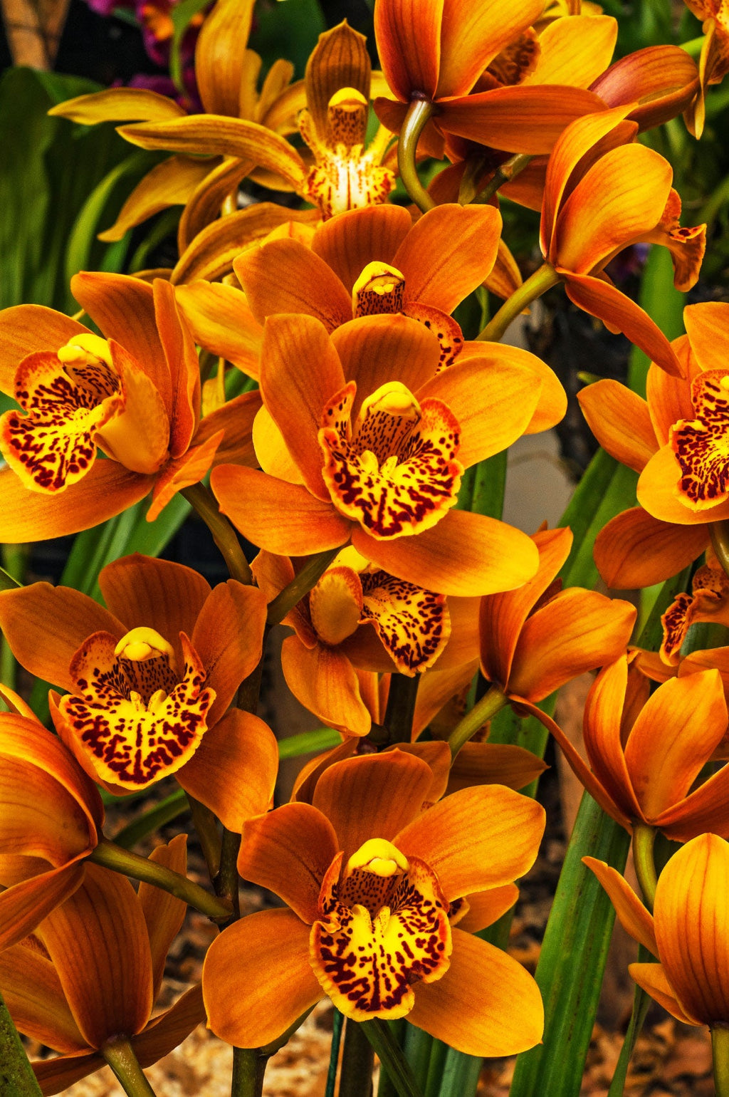 Orange Cymbidium Orchid Flower seeds for Planting Sun Loving, Heirloom & GMO Free Seeds for Home Garden vegetable and garden seeds