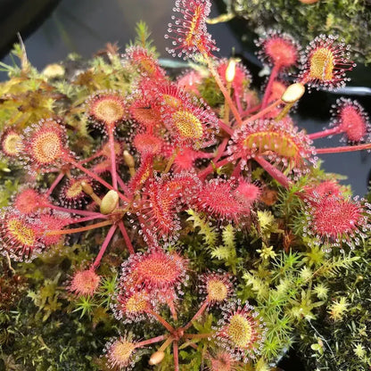 Green Red Sundew Flower seeds for Planting Fragrant Blossoms Heirloom & GMO Free Seeds for Home Garden 
 
 Sale