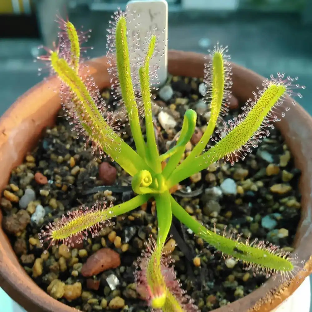 Bonsai Sundew Plant Seeds For Multi-Colour Planting