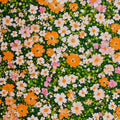 Mix Leptosiphon Flower seeds for Planting Low Maintenance, Heirloom & GMO Free Seeds for Home Garden seeds for planting