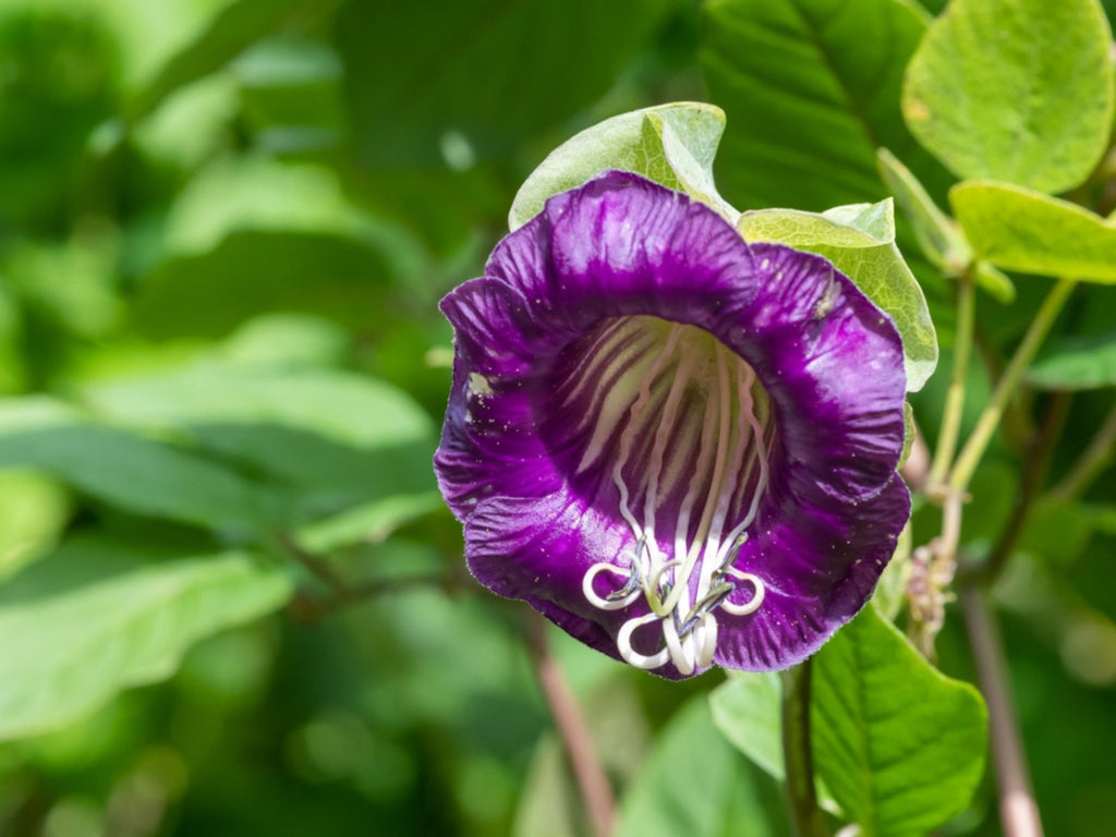 Premium Cup & Saucer Flower seeds for Planting Wildflower Mix Heirloom & GMO Free Seeds for Home Garden seeds
