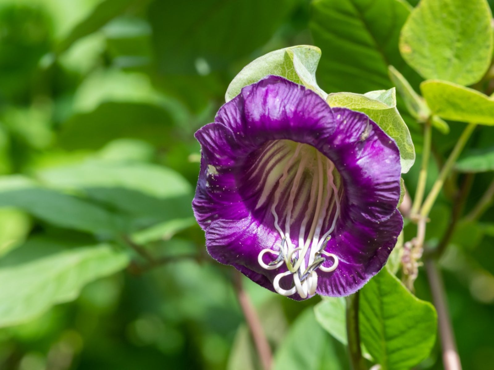 Premium Cup & Saucer Flower seeds for Planting Wildflower Mix Heirloom & GMO Free Seeds for Home Garden seeds