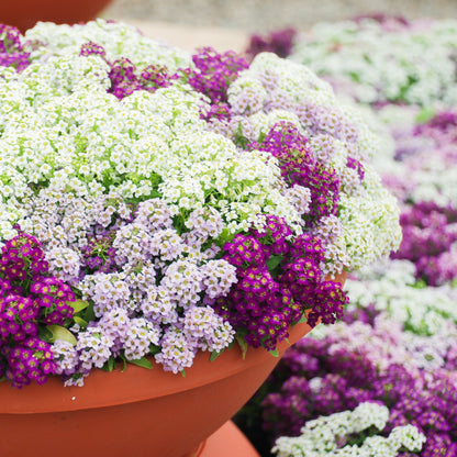 Heirloom Sweet Alyssum Flower seeds for Planting Garden Favorite Heirloom & GMO Free Seeds for Home Garden