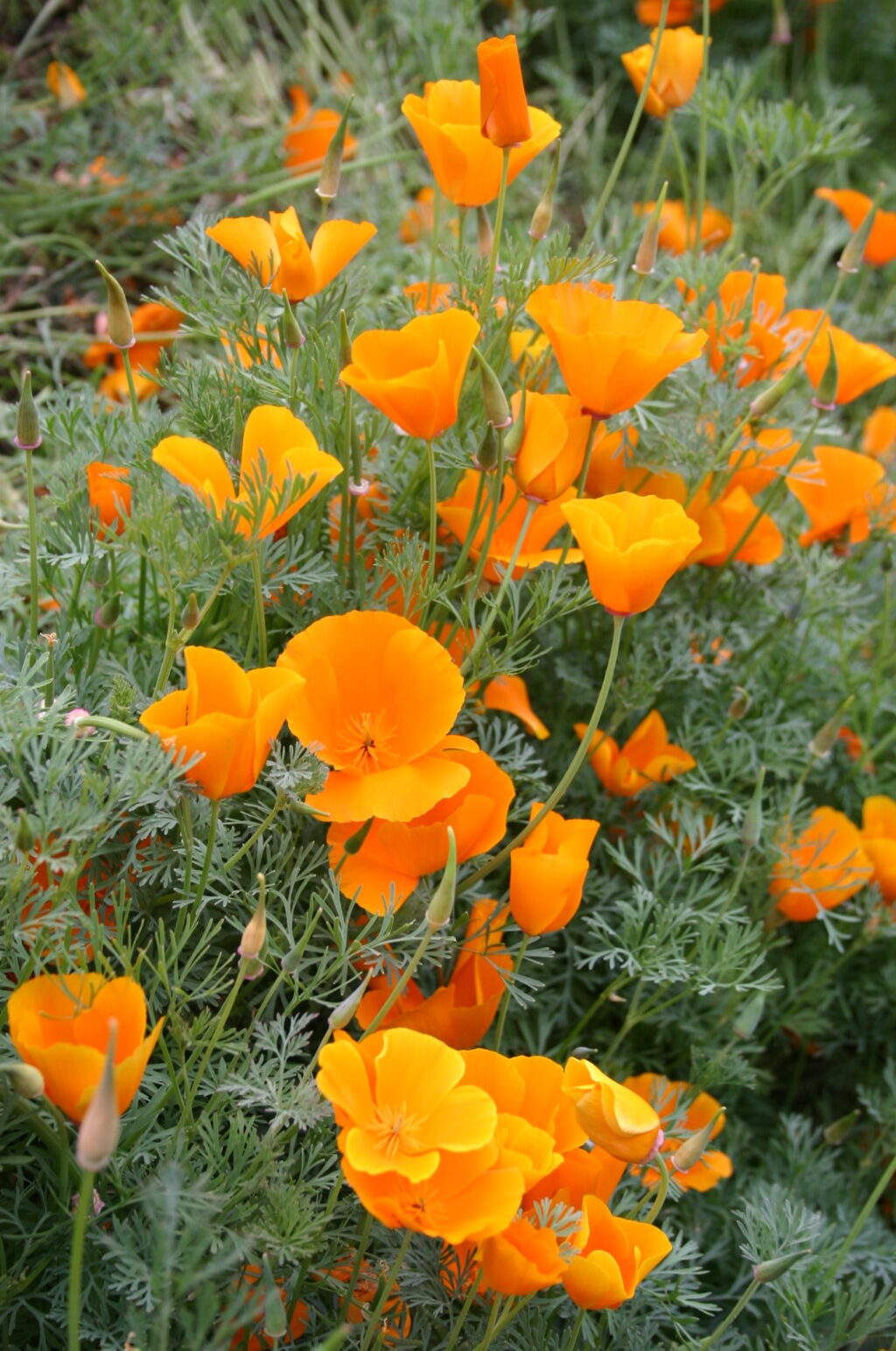 Cali Flower seeds for Planting Premium Quality Heirloom & GMO Free Seeds for Home Garden