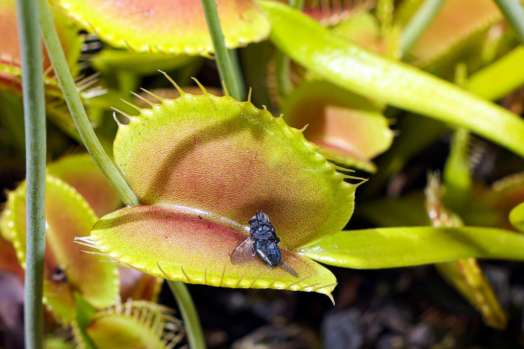 Mosquito Carnivorous Flower seeds for Planting Sun Loving, Heirloom & GMO Free Seeds for Home Garden seeds for planting