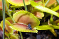 Mosquito Carnivorous Flower seeds for Planting Sun Loving, Heirloom & GMO Free Seeds for Home Garden seeds for planting