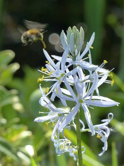 Heirloom Camassia Leichtlinii Flower seeds for Planting Colorful Display Heirloom & GMO Free Seeds for Home Garden