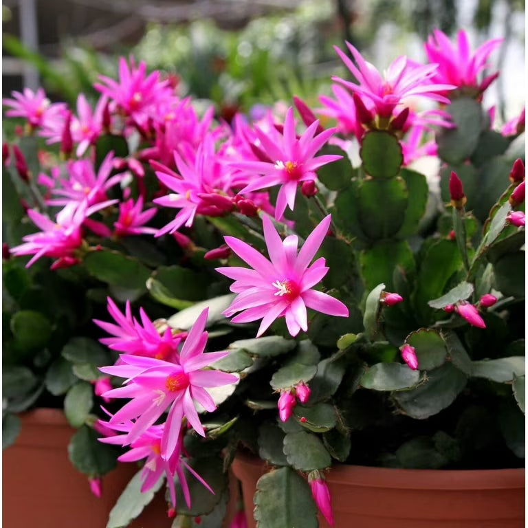 Rosy Schlumbergera Flower Seed Flower seeds for Planting Long Bloom Season Heirloom & GMO Free Seeds for Home Garden