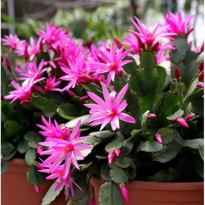 Rosy Schlumbergera Flower Seed Flower seeds for Planting Long Bloom Season Heirloom & GMO Free Seeds for Home Garden