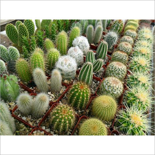 Premium Mixed Opuntia Flower seeds for Planting Cottage Garden Essential, Heirloom & GMO Free Seeds for Home Garden seeds