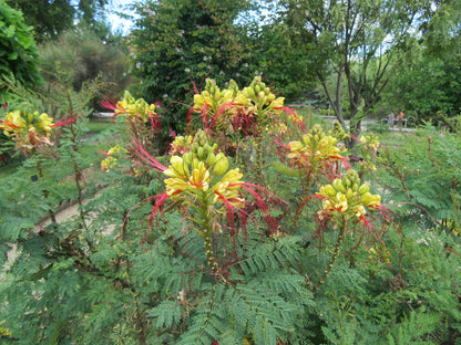 Caesalpinia (Caesalpinia Gilliesii) seeds for planting in home garden
