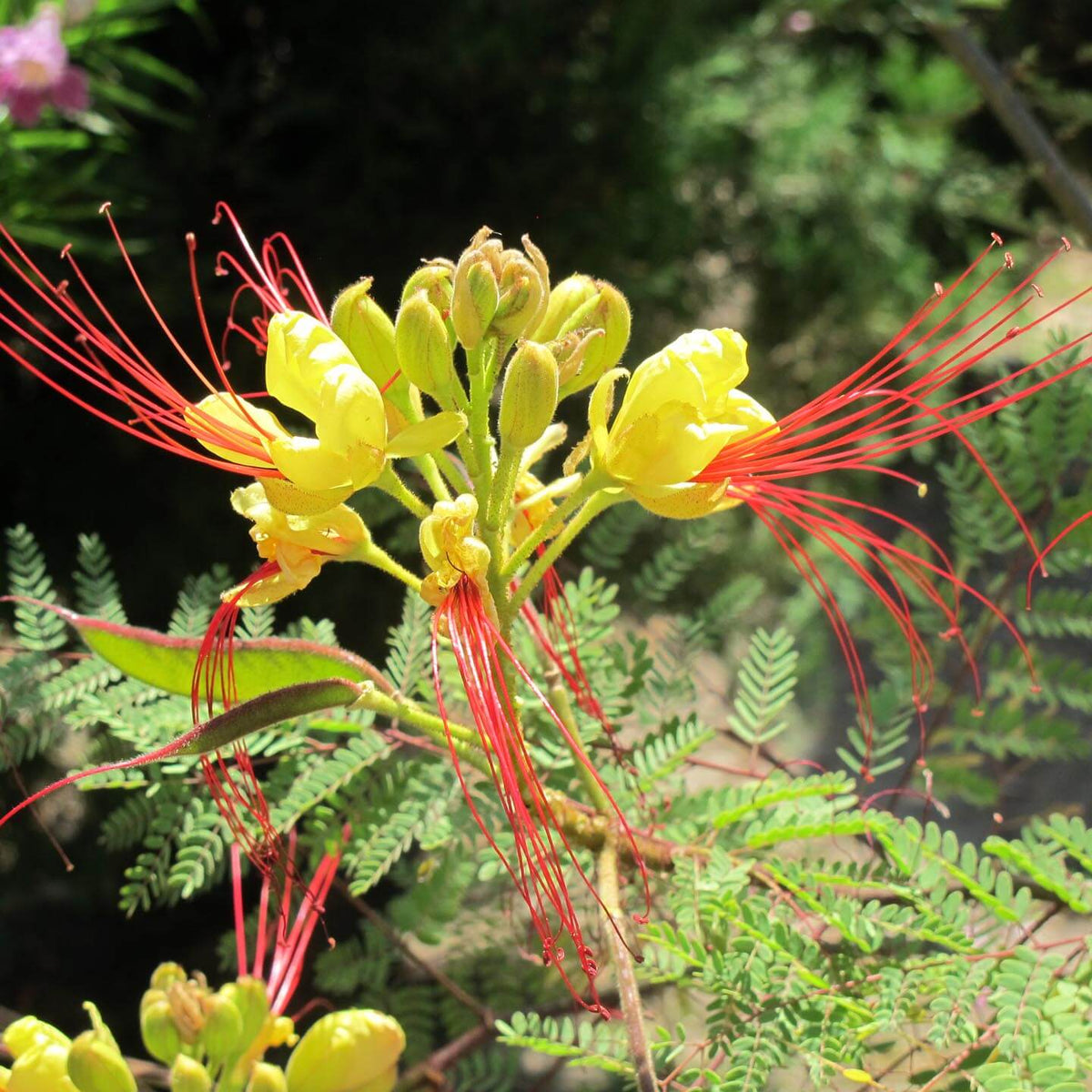 Caesalpinia Gilliesii Seeds for Planting