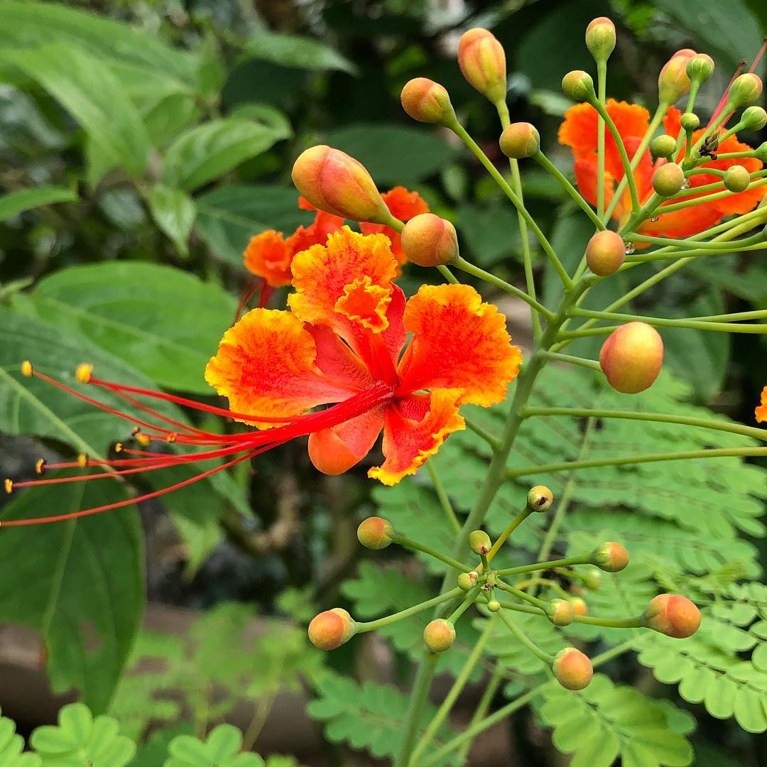 Caesalpinia Flower seeds for Planting Cottage Garden Essential Heirloom & GMO Free Seeds for Home Garden
