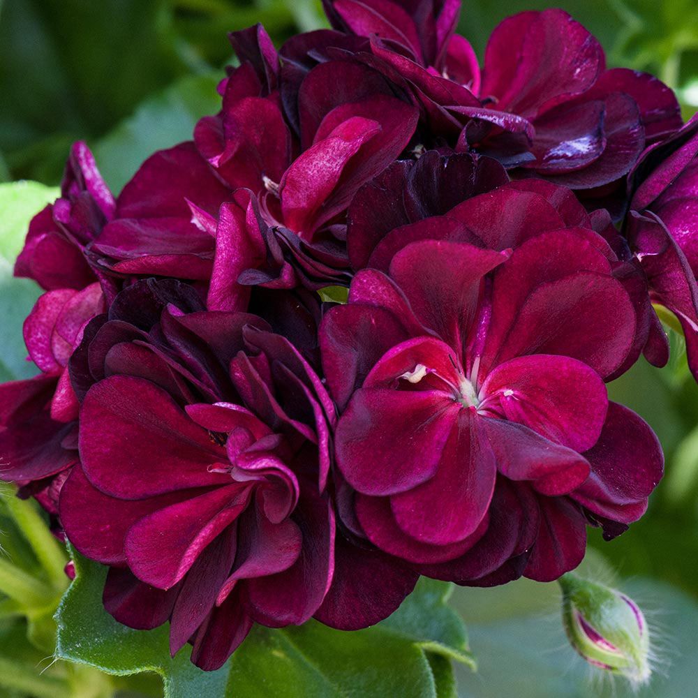 Dark Pink Black Geranium Flower Seeds for Planting, Heirloom Non-GMO Organic Garden Seeds