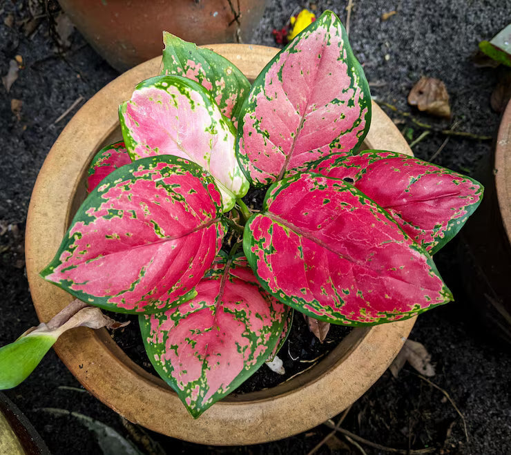 Pink Aglaonema Flower seeds for Planting - Easy to Grow, Heirloom & GMO Free Seeds for Home Garden