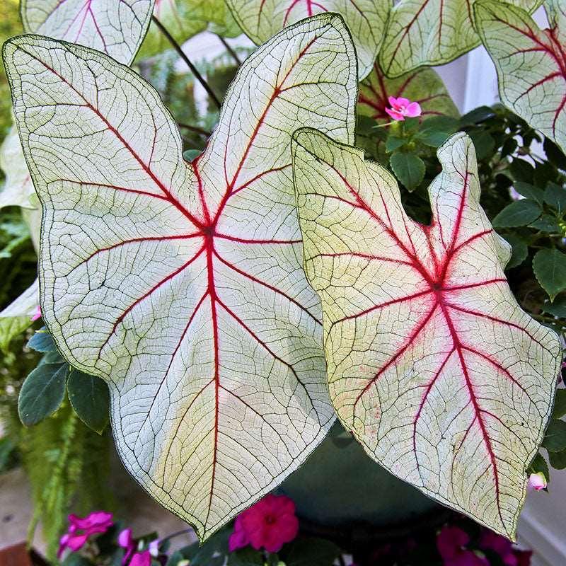 White Caladium Flower seeds for Planting - Colorful Display, Heirloom & GMO Free Seeds for Home Garden