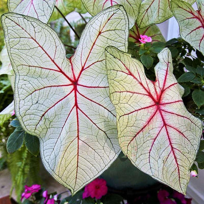 White Caladium Flower seeds for Planting - Colorful Display, Heirloom & GMO Free Seeds for Home Garden