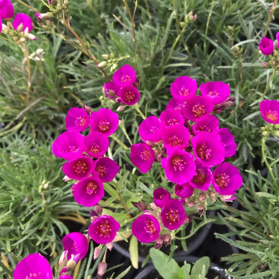 Pink Calandrinia Umbellata Flower seeds for Planting Cut Flower Favorite Heirloom & GMO Free Seeds for Home Garden