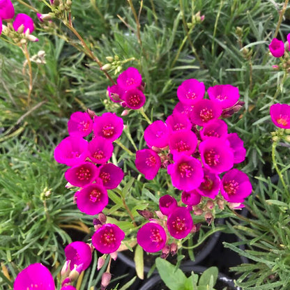 Pink Calandrinia Umbellata Flower seeds for Planting Cut Flower Favorite Heirloom & GMO Free Seeds for Home Garden
