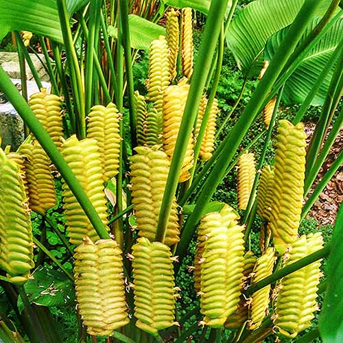 Premium Yellow Calathea Crotalifera Flower seeds for Planting Sun Loving, Heirloom & GMO Free Seeds for Home Garden seeds