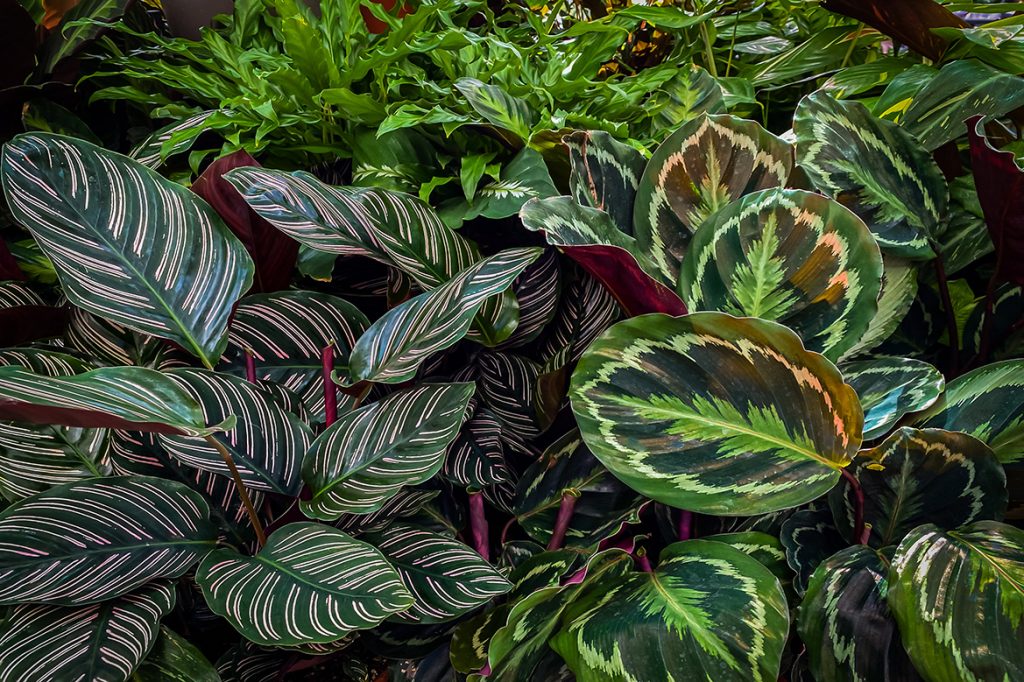 Futaba Calathea Foliage Flower seeds for Planting, Premium Quality Heirloom & GMO Free Seeds for Home Garden